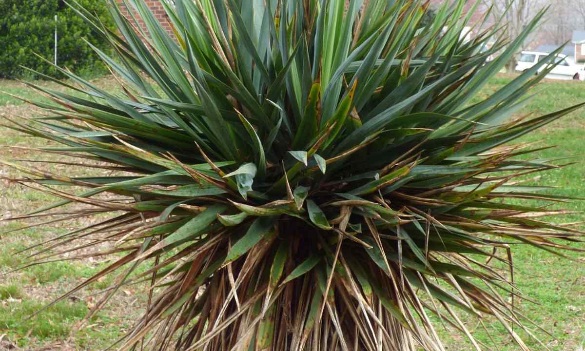 How to save yucca